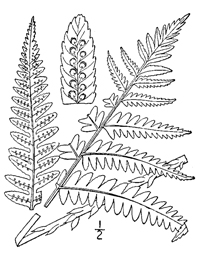 drawing of dryopteris goldiana plant parts